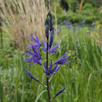 Camassia leichtlinii Caerulea 20240421_121718.jpg