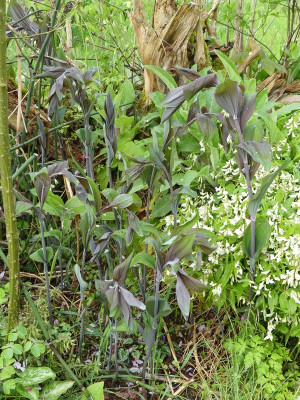 2024-04-19 Polygonatum 'Betberg'.jpg
