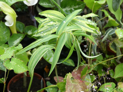 2024-04-19 Polygonatum 'Bamboo Leaf White Variegata'.jpg