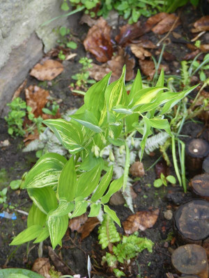 2024-04-19 Polygonatum 'Taiga'.jpg