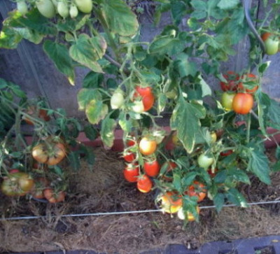 Tomaten_mulchen.JPG