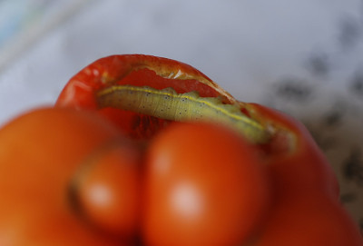 welche_raupe_an_der_tomate.jpg