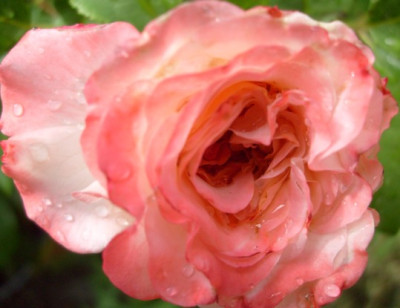 Lidl-Edelrose_apricotI.jpg