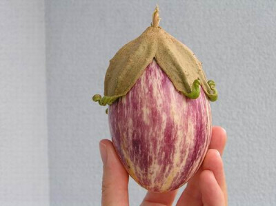 Aubergine1.jpg