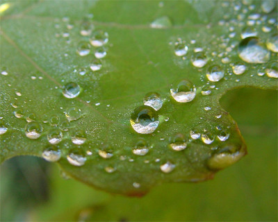 federmohn_tropfen_01.jpg
