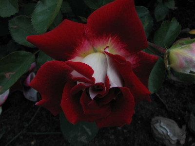 sparkling_ruffle_2008.jpg