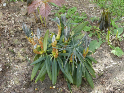 2024-04-22 Rhododendron calophytum.jpg