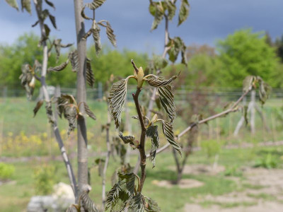 2024-04-22 Davidia.jpg