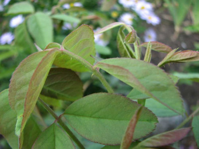 reine_de_violettes_zimbelaria_2008_neuaustrieb3.jpg