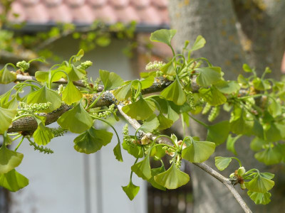 2024-04-22 Gingko.jpg