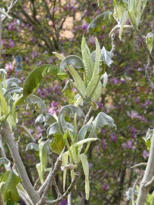 2024-04-22 Magnolia 'Ashei' 1.jpg