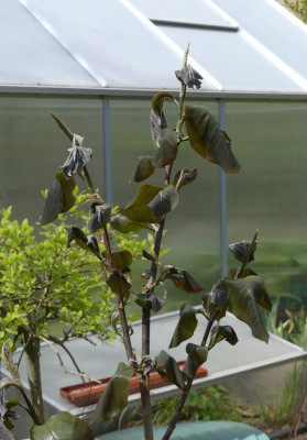 2024-04-22 Magnolia 'Cotton Candy' 1.jpg