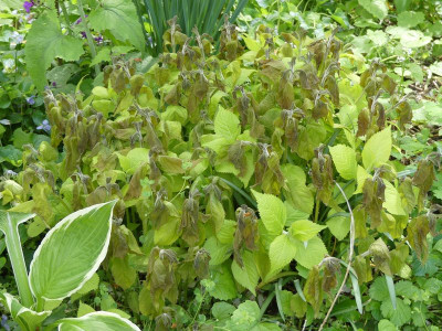 2024-04-22 Leucosceptrum japonicum 'Golden Angel'.jpg