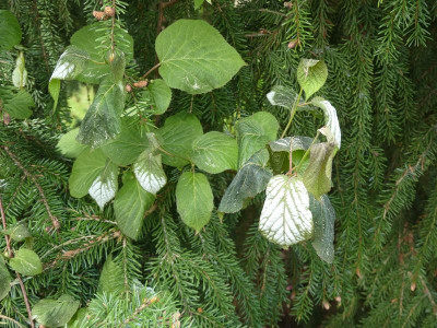 2024-04-22 Actinidia kolomikta 'Full White House'.jpg