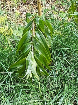 Frostlilien 24.jpg
