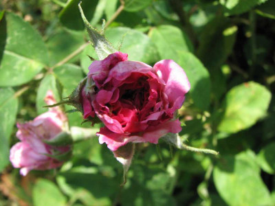 reine_de_violettes_weingart_2008_1bluete2.jpg
