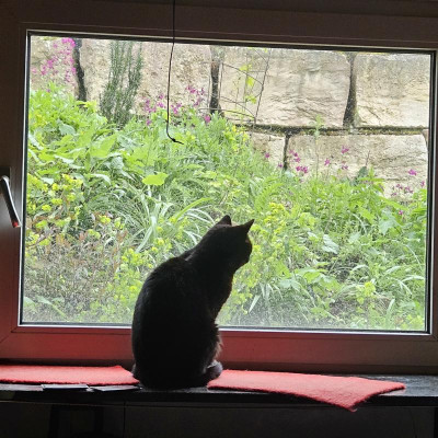 Murphy am Fenster 3 20240421_113946.jpg
