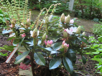 rhodoblueten.JPG