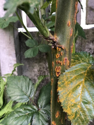 Brombeer-Rost.JPG