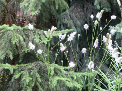 2._August_2008_029_kl._Sanguisorba_tenuifolia_al._vor_Fichten.JPG