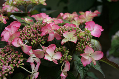 Hortensie-neu.jpg
