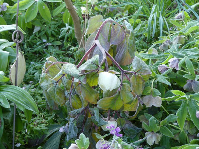 2024-04-23 Paeonia obovata 1.jpg