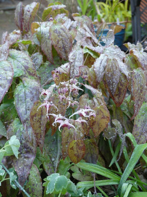 2024-04-23 Epimedium 'Pink Champagne'.jpg