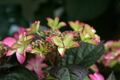 Hortensie-neu-2.jpg