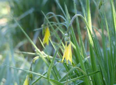 2024-04-23 Hemerocallis 1.jpg