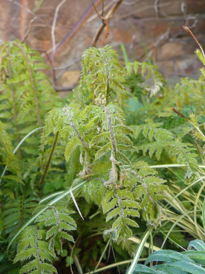 2024-04-23 Polystichum aculeatum 'Cristatum Jessen'.jpg