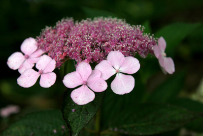 Hydr.-serrata-Rosalba.jpg