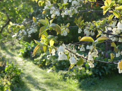 2024-04-23 Halesia carolina.jpg