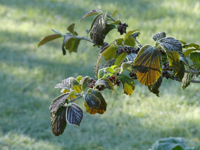 2024-04-23 Hamamelis 'Old Copper'.jpg