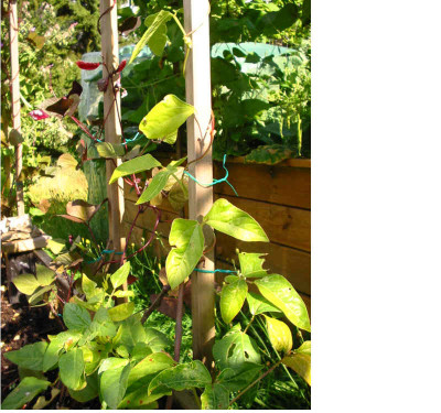 Vigna_unguiculata_1_3.08.08.jpg