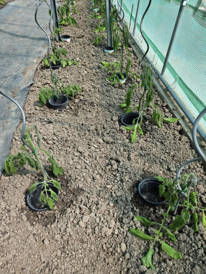 Frost bei Tomaten.jpg