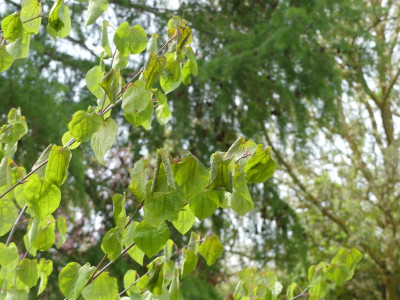 2024-04-23 Cercidiphyllum japonicum.jpg