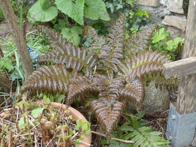 2024-04-23 Polysticum aculeatum.jpg