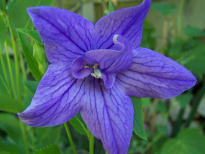 100_1466__Platycodon_Blute_____800.jpg