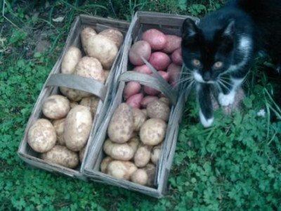 Hm.Kartoffeln.JPG