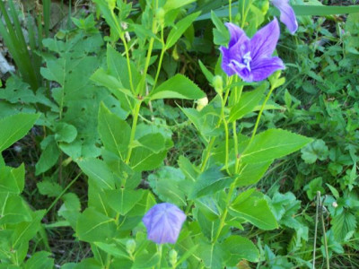 100_1465_Platycodon_Blaue_Glocke_mit_Ballon___640.jpg