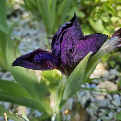 Iris undwasistdas 20240423_130453.jpg