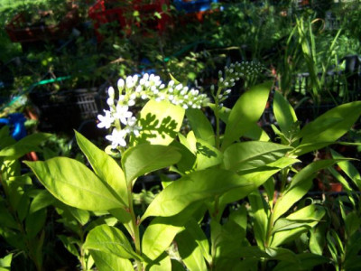 100_1475_LYSIMACHIA_clethroides___640.jpg