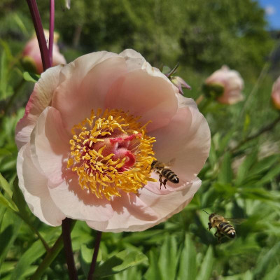 Nosegay mit zwei Bienen im Anflug 20240423_131127.jpg