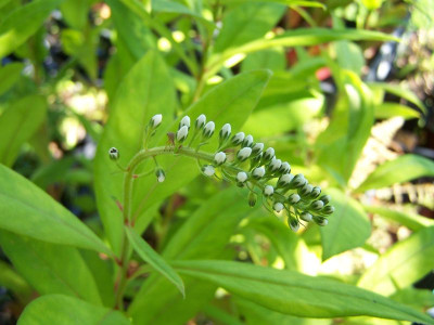 100_1477_Lysimachia_clethroides_boutons___800.jpg