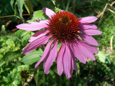100_1469_ECHINACEA_purpurea_Doppeldecker__640.jpg