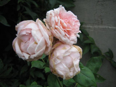 IMG_3334_Small.JPG