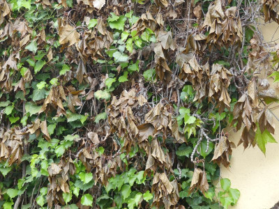 2024-04-24 Parthenocissus.jpg