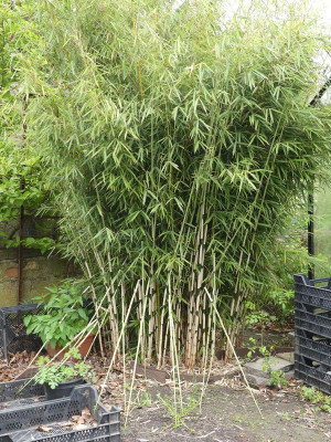 2024-04-24 Fargesia robusta 'Campbell'.jpg