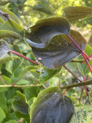 Actinidia arguta Spatfrost 2024.jpg