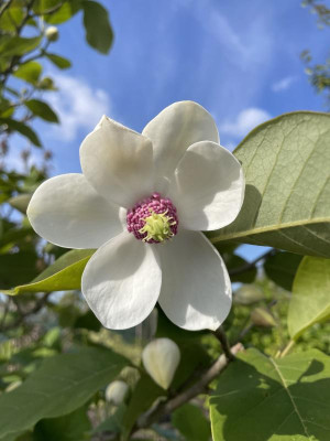 Magnolia sieboldii April 2024.jpg